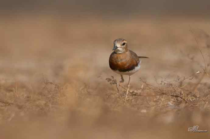 野鸭湖的东方鸻