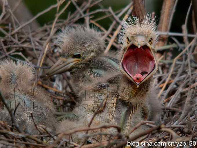 聆听超萌鈥溞∫光澢ㄗ橥迹24张图片）