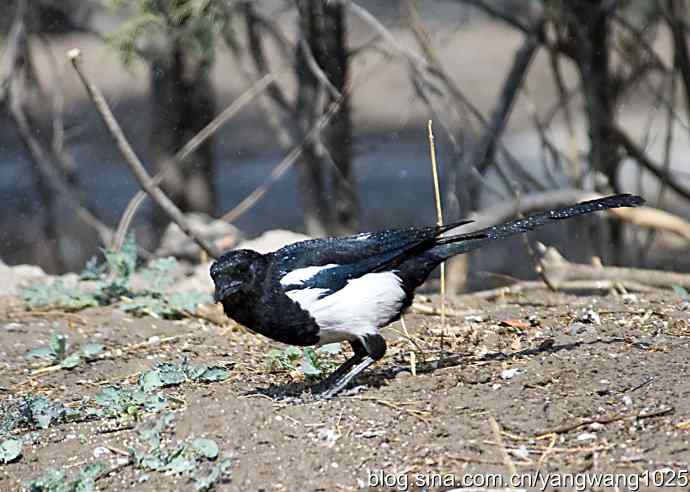 舒适的淋浴(花喜鹊) 舒适的淋浴(花喜鹊)