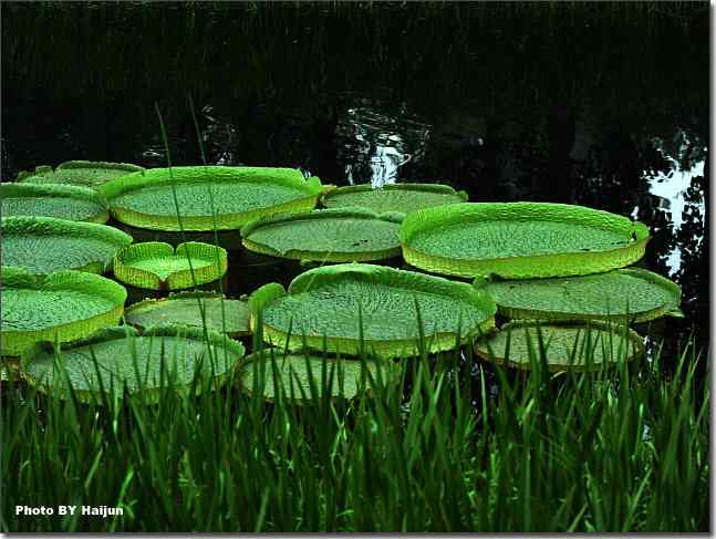 圆明园观赏亚马逊王莲