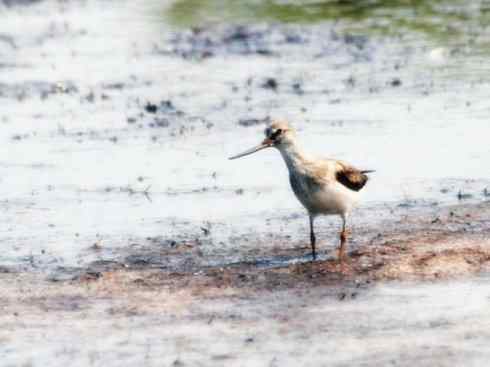 猎奇：奇特的鸟喙之五(重发之翘嘴鹬)