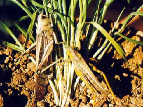 自然奇观：动物大迁徙(东亚飞蝗）