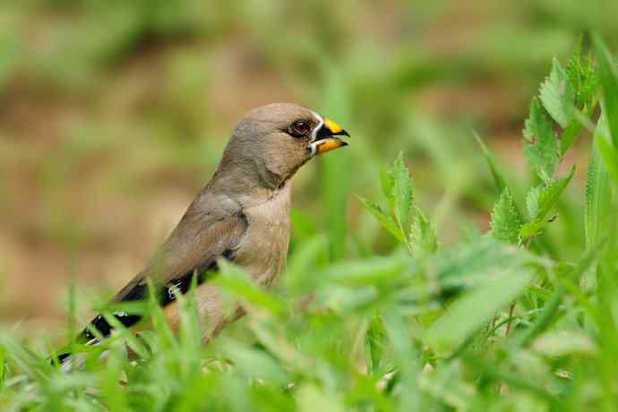 等待（南植收获）