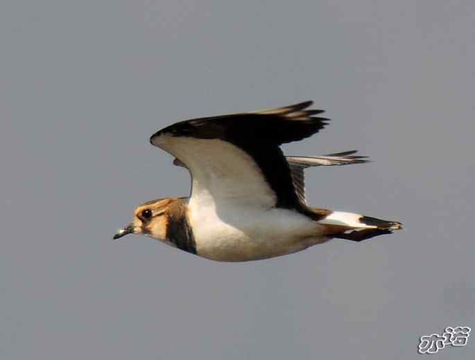 官厅水库&nbsp;wbr路&nbsp;wbr凤头麦鸡