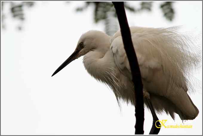 今年冬天的鸟儿有点少【照片】 今年冬天的鸟儿有点少【照片】