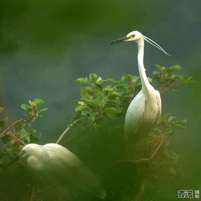 小白鹭与小夜鹭