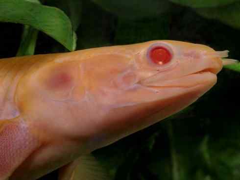 鱼类活化石：多鳍鱼