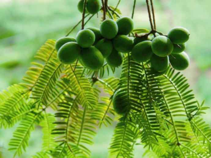 鱼类活化石:齿蝶鱼 鱼类活化石:齿蝶鱼