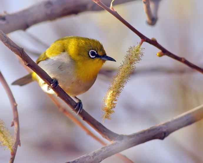 近距看灰腹秀眼