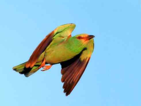 绝色攀禽：佛法僧目之佛法僧