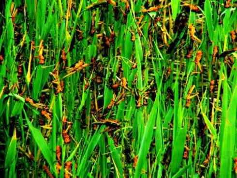 自然奇观：动物大迁徙(东亚飞蝗）