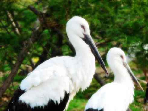 猎奇：奇特的鸟喙之一