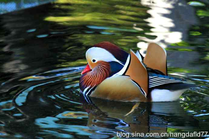美国鸟类摄影——鸳鸯戏水