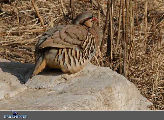 龙年鸡翔：初四拍石鸡