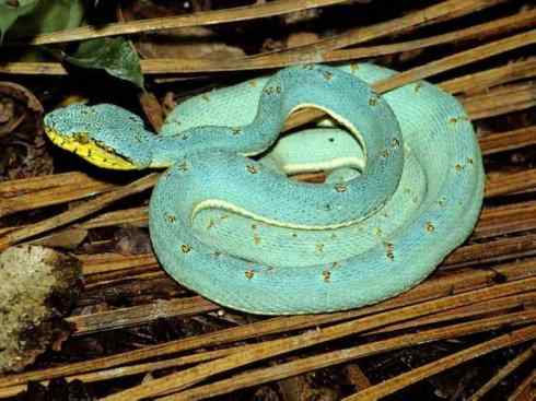 龙：传说的兽原型探秘（响尾蛇类）