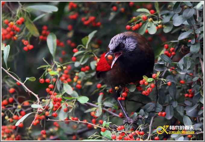 噪鹛系列之四：丽色噪鹛【照片】