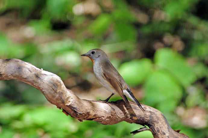 雄性红喉姬鹟（4）