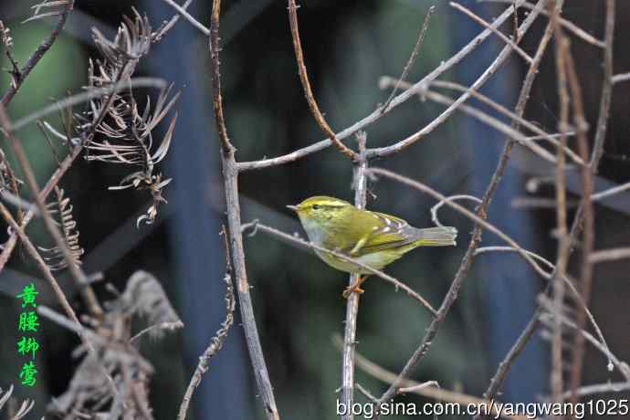 杂片（黄腹山雀、暗绿绣眼鸟、雌性红胁蓝尾鸲、黄腰柳莺）