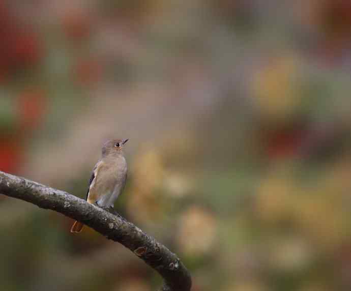 赭红尾鸲唱黄花 赭红尾鸲唱黄花