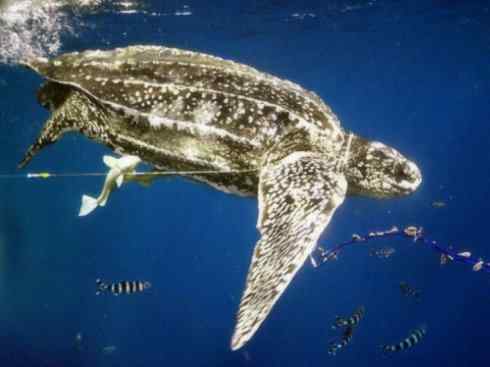 自然奇观：动物大迁徙(棱皮龟类)