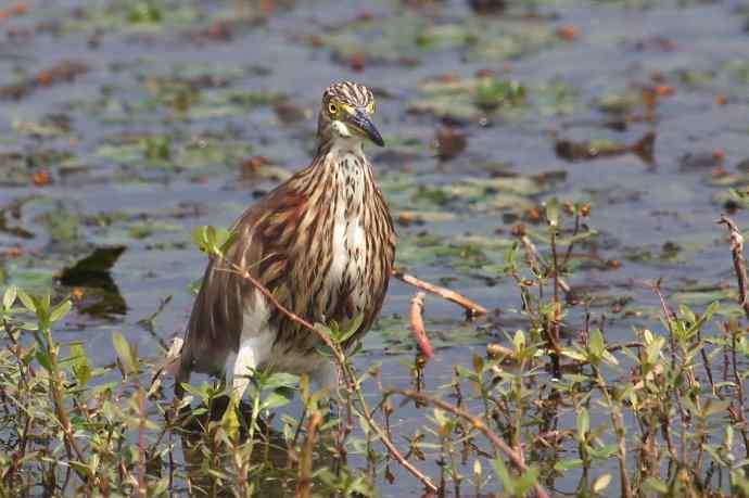 摄鸟拾趣 wbr池鹭的再邂逅