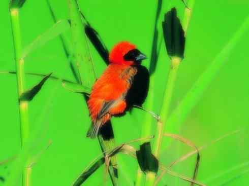 家禽驯化之源之二十四