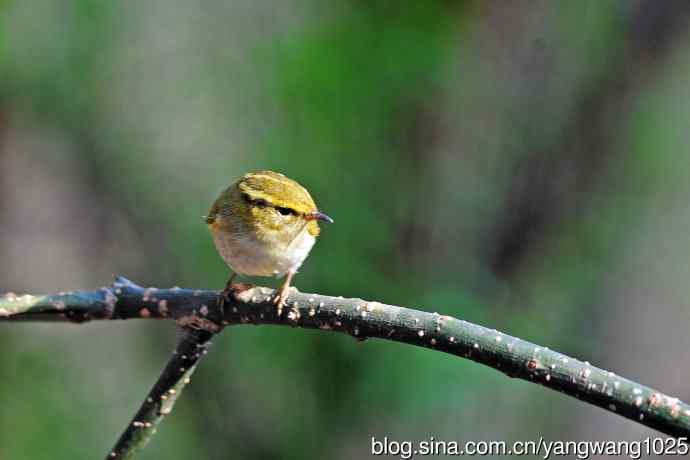 黄腰柳莺(19) 黄腰柳莺(19)