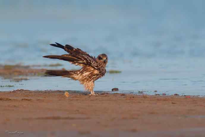 野鸭湖.晨曦中的黑耳鳶
