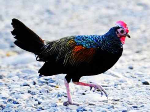 凤凰：传说的鸟原型探秘（原鸡）