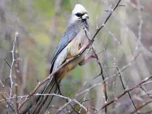 白头鸟系列：另类的美丽6
