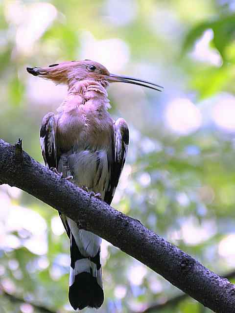戴胜开冠数毛（鸟儿为悦己者容）