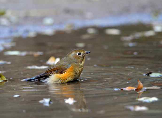 雌性红胁蓝尾鸲（7）