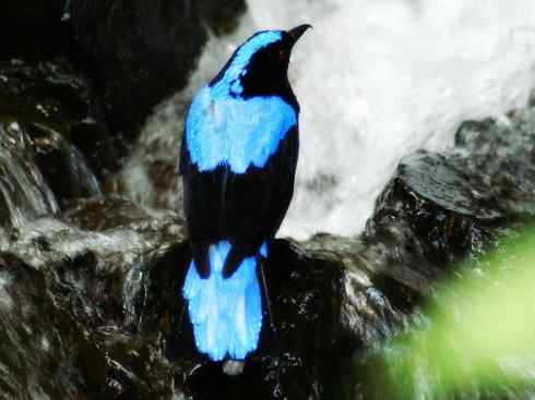 美丽无罪：雀鸟之叶鹎