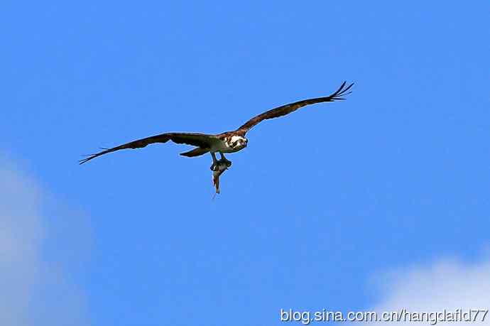 美国鸟类摄影——鹗（2）