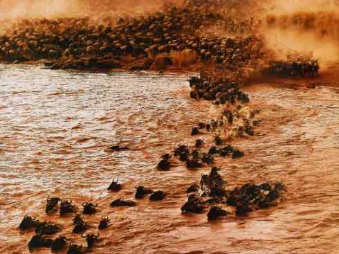 自然奇观：动物大迁徙(非洲大迁徙)