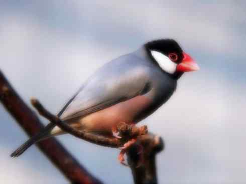 家禽驯化之源之十七