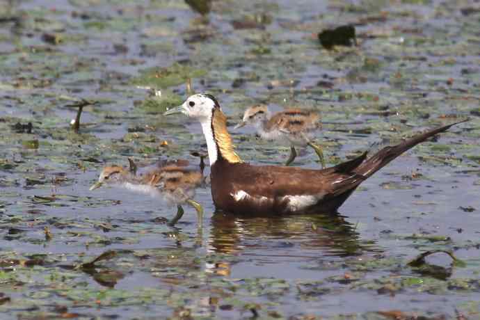 摄鸟拾趣（十八） wbr wbr水雉
