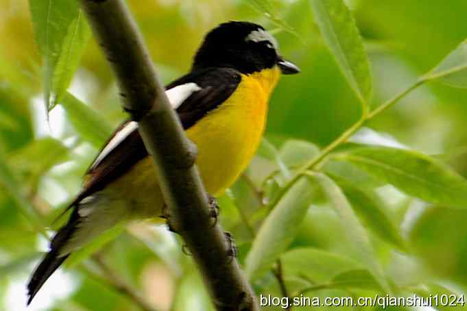 拍白眉姬鹟(植物园)