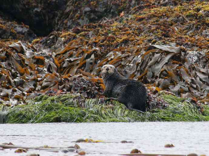 犬科:犬亚科犬属之郊狼、红狼 犬科:犬亚科犬属之郊狼、红狼