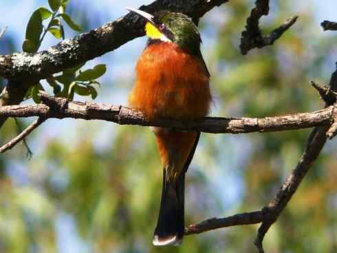 绝色攀禽:佛法僧目之蜂虎4 绝色攀禽:佛法僧目之蜂虎4