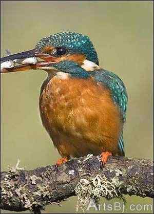 超级翠鸟:比目鱼、虾、牡蛎、虾虎鱼、胭脂鱼和小黑鲈我都爱吃