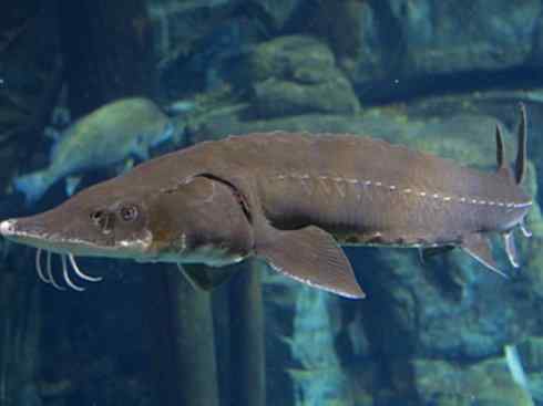 鱼类活化石:中华鲟 鱼类活化石:中华鲟