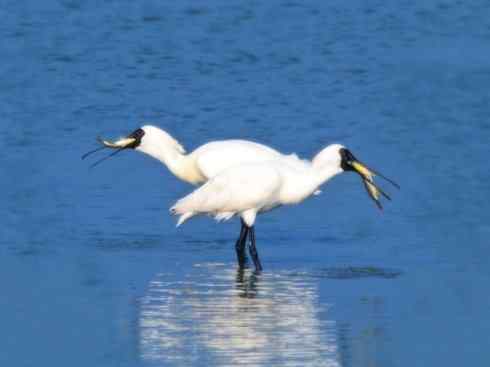 猎奇：奇特的鸟喙之八(重发之黑琵鹭)