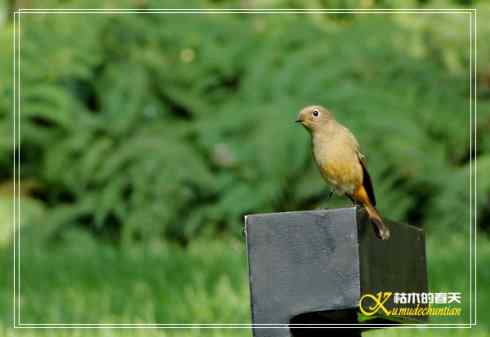 鈥溎袢蒜澋木适澜纭菊掌