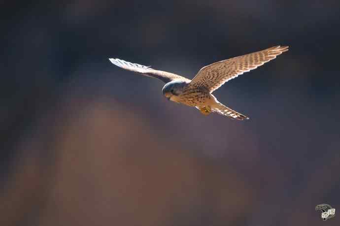 永定河峡谷的红隼
