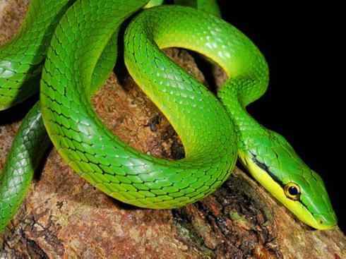 龙:传说的兽原型探秘(树蛇类) 龙:传说的兽原型探秘(树蛇类)