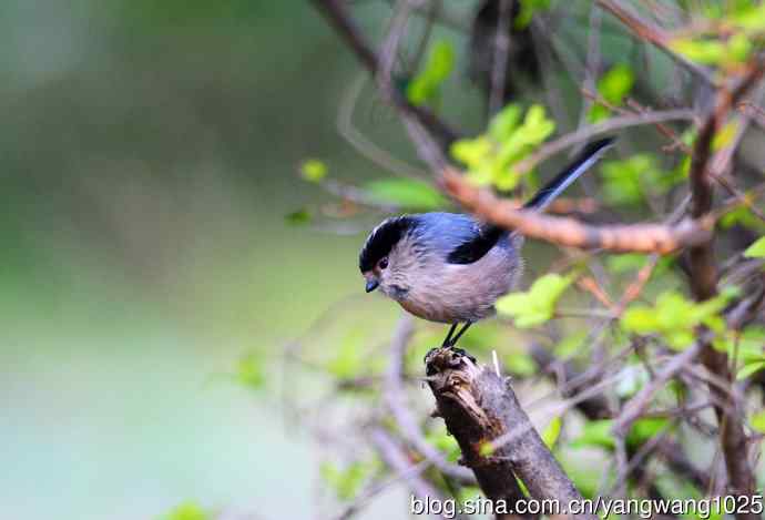 银喉长尾山雀（2）