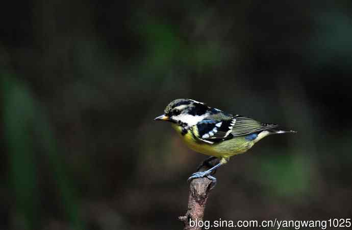 北京天坛公园的鸟类——黄腹山雀（11）