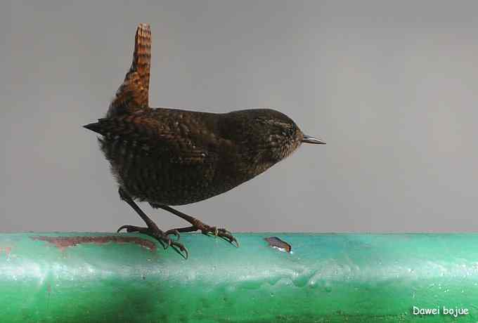 翩然红翅和十渡的那些鸟