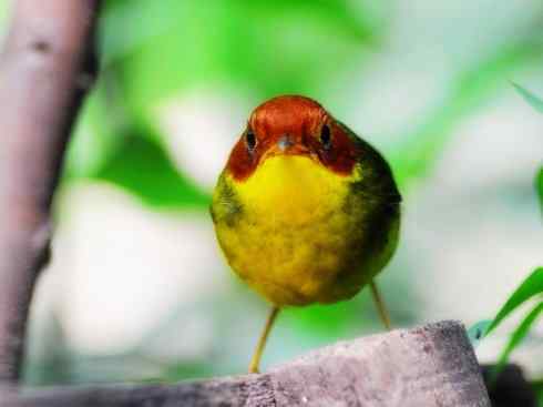 美丽无罪：雀鸟之地莺